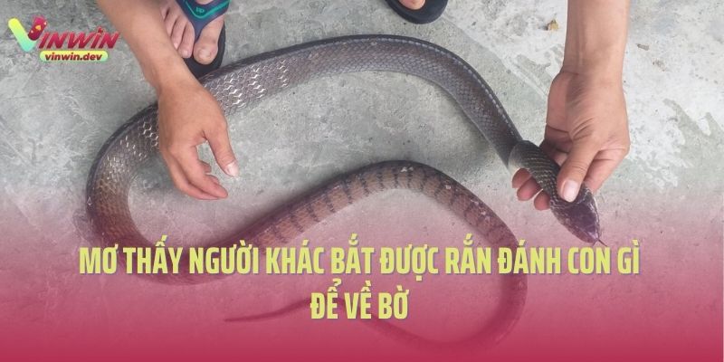 Mơ thấy người khác bắt được rắn đánh con gì để về bờ 
