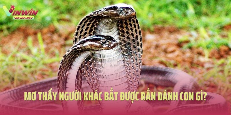 Khai Thác Giấc Mơ Thấy Người Khác Bắt Được Rắn Đánh Con Gì? 