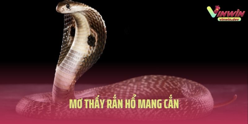 Mộng Thấy Rắn Hổ Mang Cắn Và Cách Lý Giải Con Số May Mắn